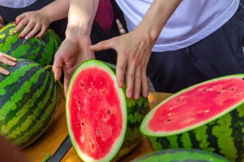 剪子包袱锤免费吃瓜,剪子包袱锤带你领略趣味无限  第2张